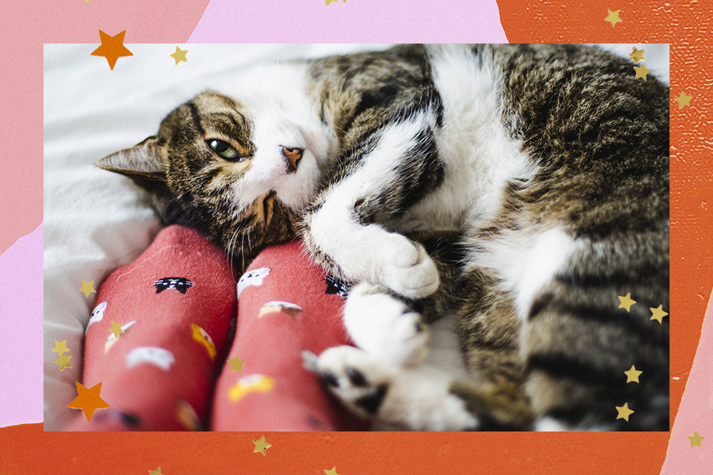 Estudo conclui que há cinco tipos de donos de gatos; saiba quais são eles!