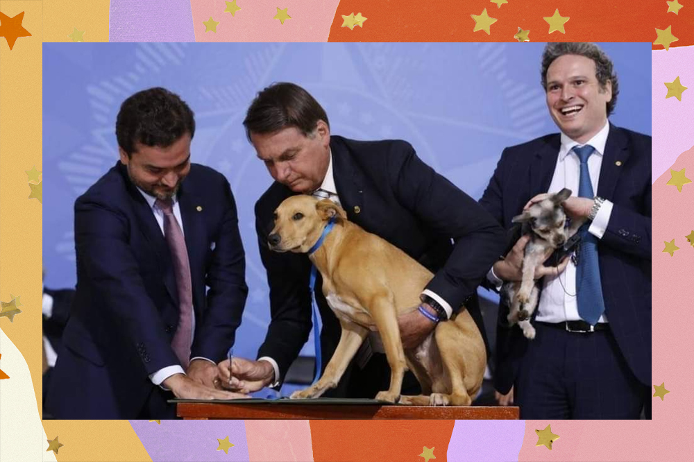 Lei Sansão, que agrava pena contra quem maltrata cães e gatos, é aprovada