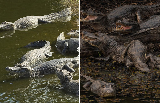 Esses antes e depois do Pantanal mostram os estragos dos incêndios na região