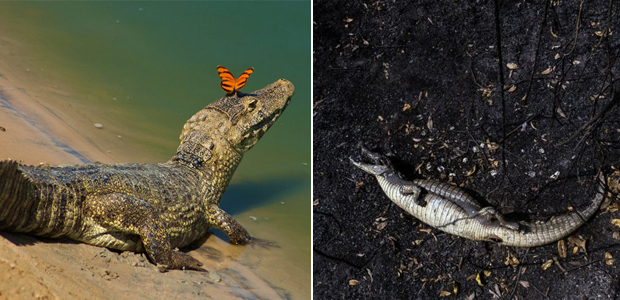 Esses antes e depois do Pantanal mostram os estragos dos incêndios na região