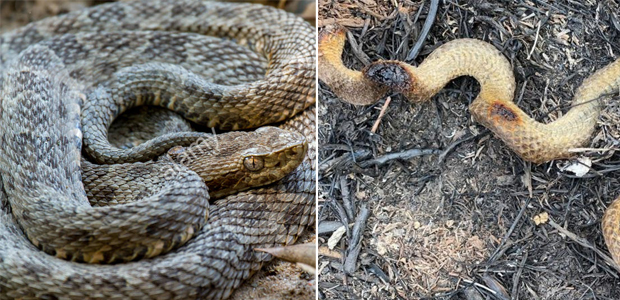 Esses antes e depois do Pantanal mostram os estragos dos incêndios na região
