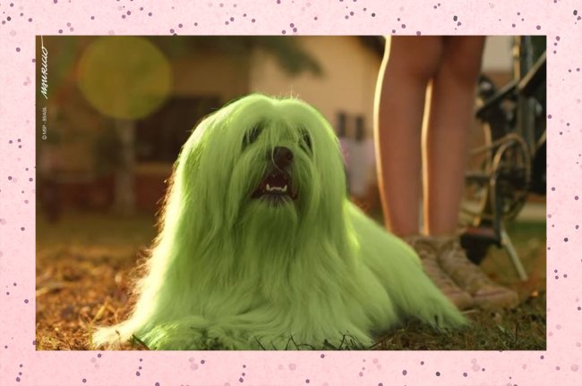 Em fenômeno raro, cachorro nasce com pelo verde e ganha o nome de Pistache