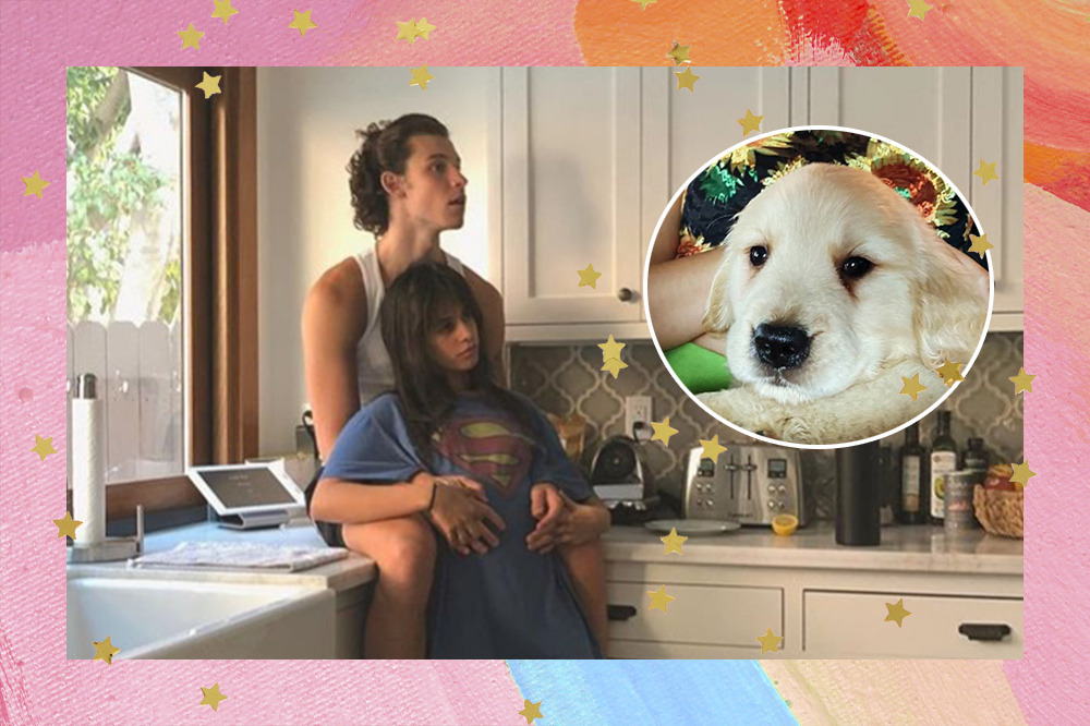 Shawn Mendes e Camila Cabello agora têm um cachorrinho muito fofo