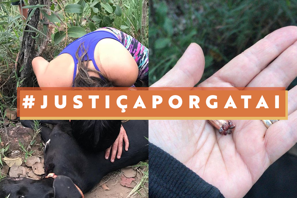 Cachorra é morta por Polícia Ambiental no quintal de casa, acusam donos