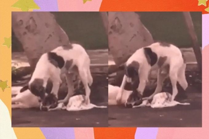 Cachorro cuida de amigo canino atropelado até socorro chegar e comove web