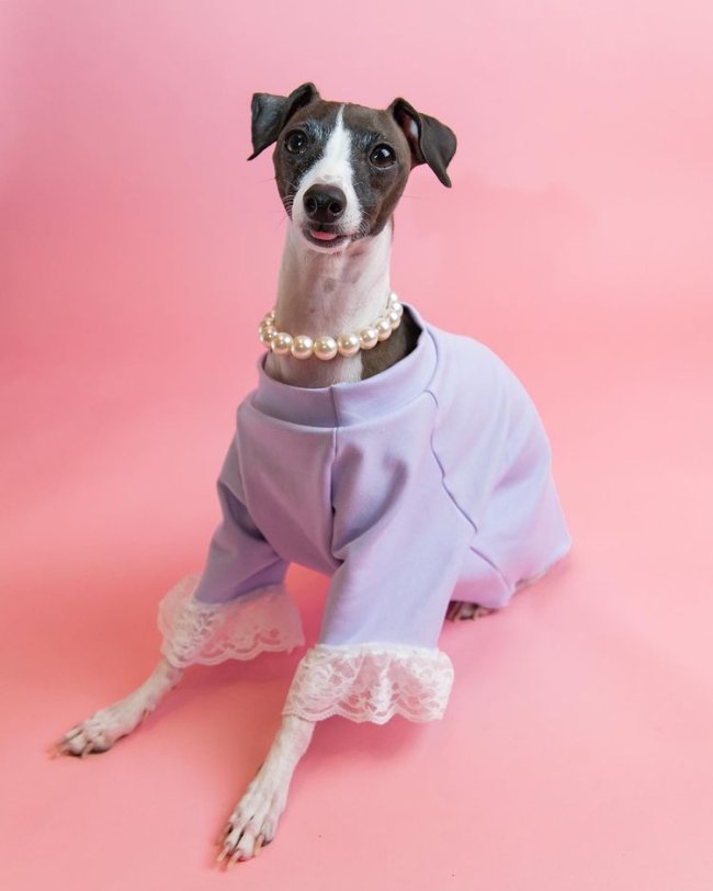 Doguinho Regencycore Doguinho