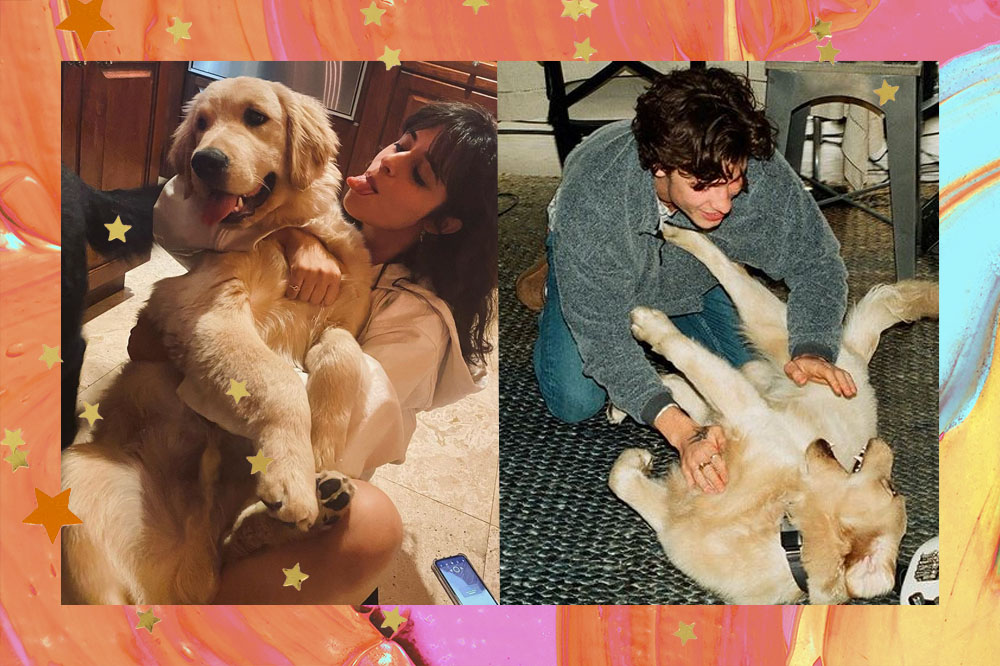 Você precisa ver o Insta do cachorrinho de Shawn Mendes e Camila Cabello!