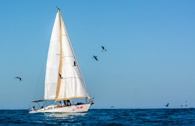 Grupo de mulheres luta contra machismo na vela e sonha com a Cape2Rio 2023 Imagem de um barco a vela chamado Criloa. Ele está em alto mar e passarinhos voam perto dele.