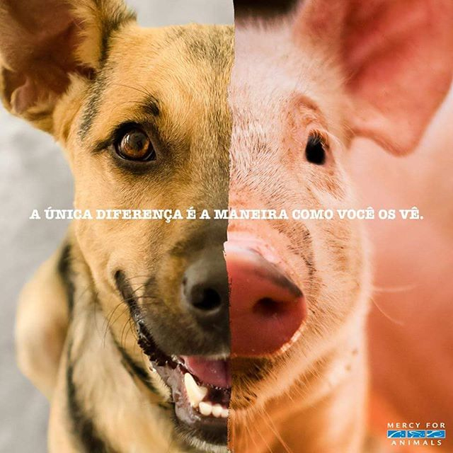 Veganismo: o impacto e as consequências no meio ambiente e na globalização Imagem mostrando metades da face de um cachorro e de um porco unidas pela frase: