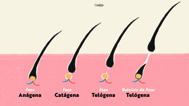 fases-de-crescimento-cilios Ilustração mostrando as fases de crescimento dos cílios. A primeira fase é a anágena que é quando os cílios estão nascendo, a segunda é a catágena que é uma fase de repouso e a terceira é a telógena, quando eles caem.
