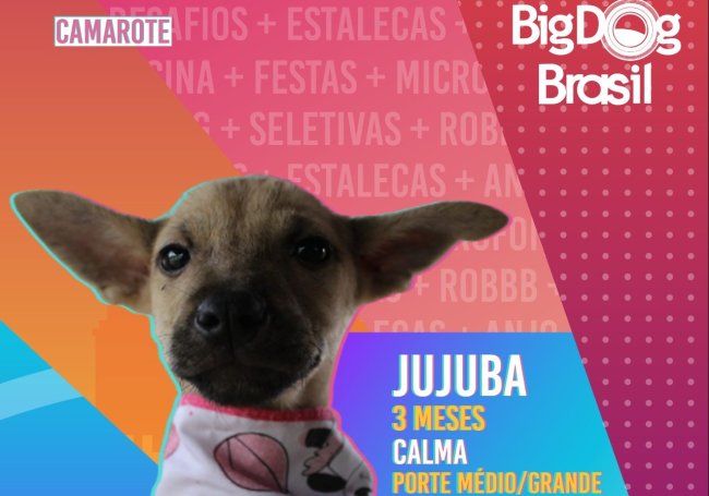 bigdogbrasil-capricho2022 No foto, temos uma montagem a imagem de uma filhotinha de cachorro, simulando a participação no BBB, com a descrição: Jujuba, três meses, calma, porte médio/grande.