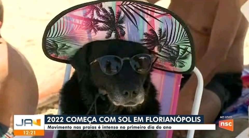 Cachorra Laika, primeiro meme de 2022