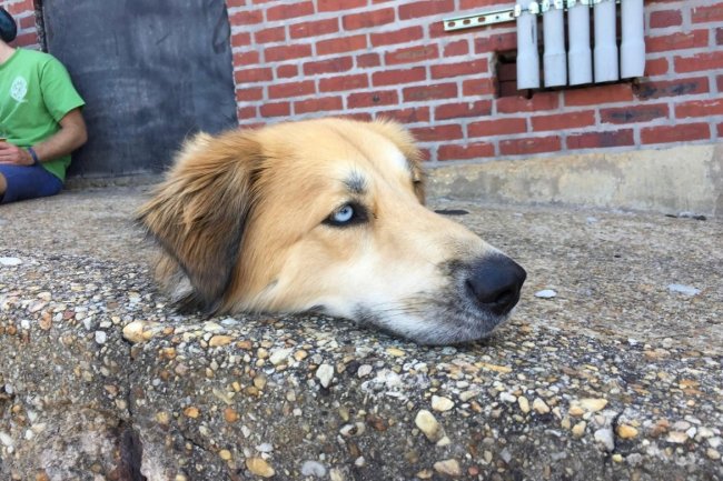 Foto de um cachorro descansando no meio-fio. Parece que ele só tem cabeça