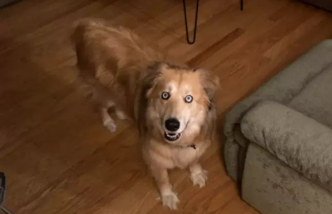 Foto de um cachorro muito fofo, peludo, caramelo e com olhos azuis