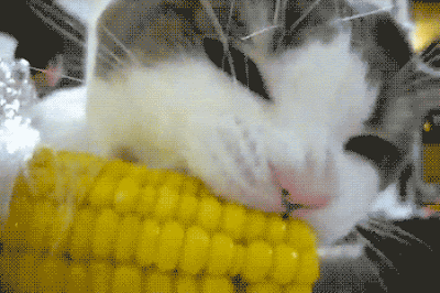15 provas de que Festa Junina é, disparado, a melhor época do ano Gatinho comendo uma espiga de milho