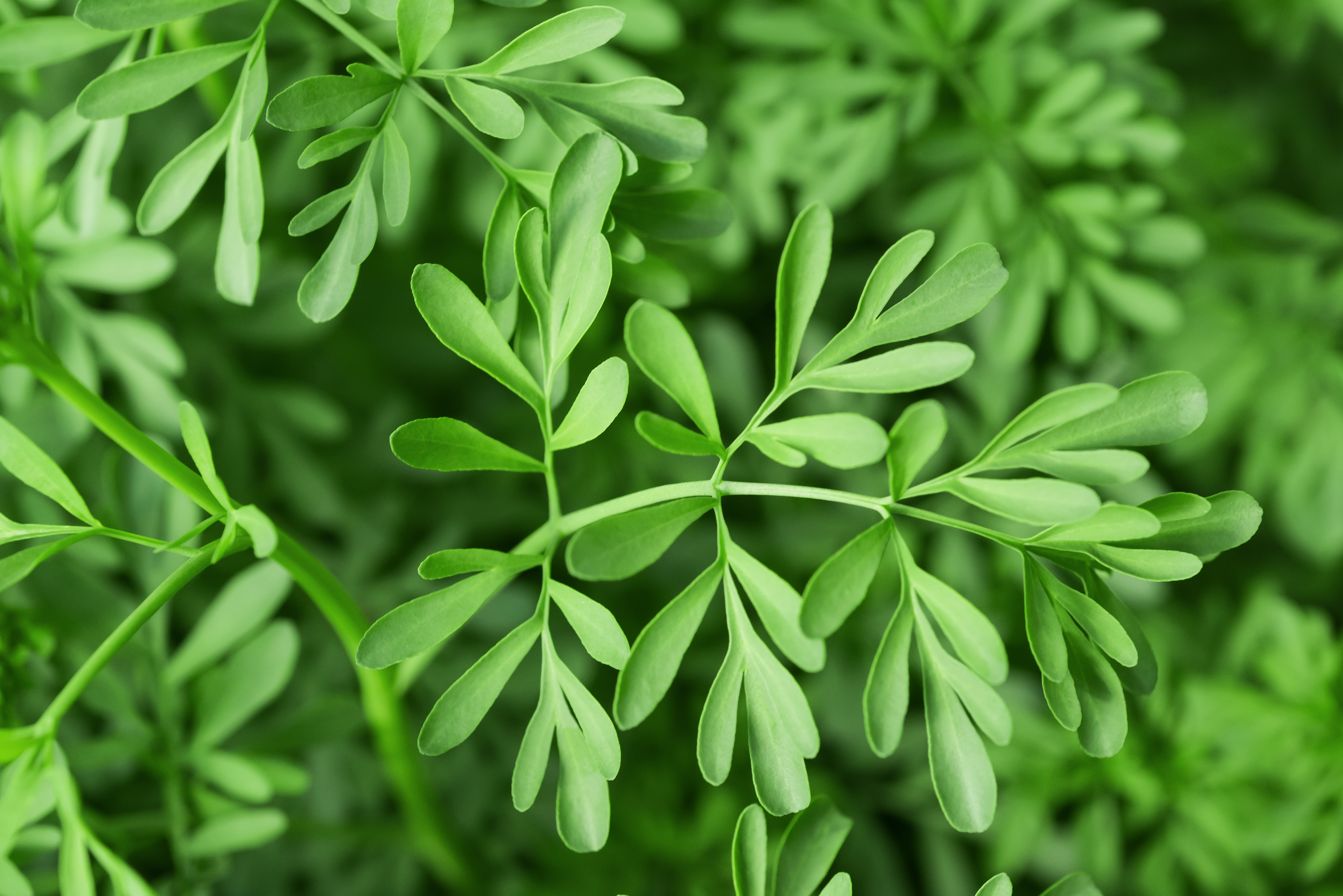 Common rue Planta Arruda