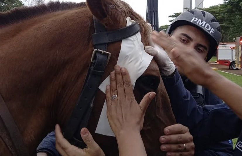 Cavalo é agredido por terroristas no DF; petição contra cavalaria é criada