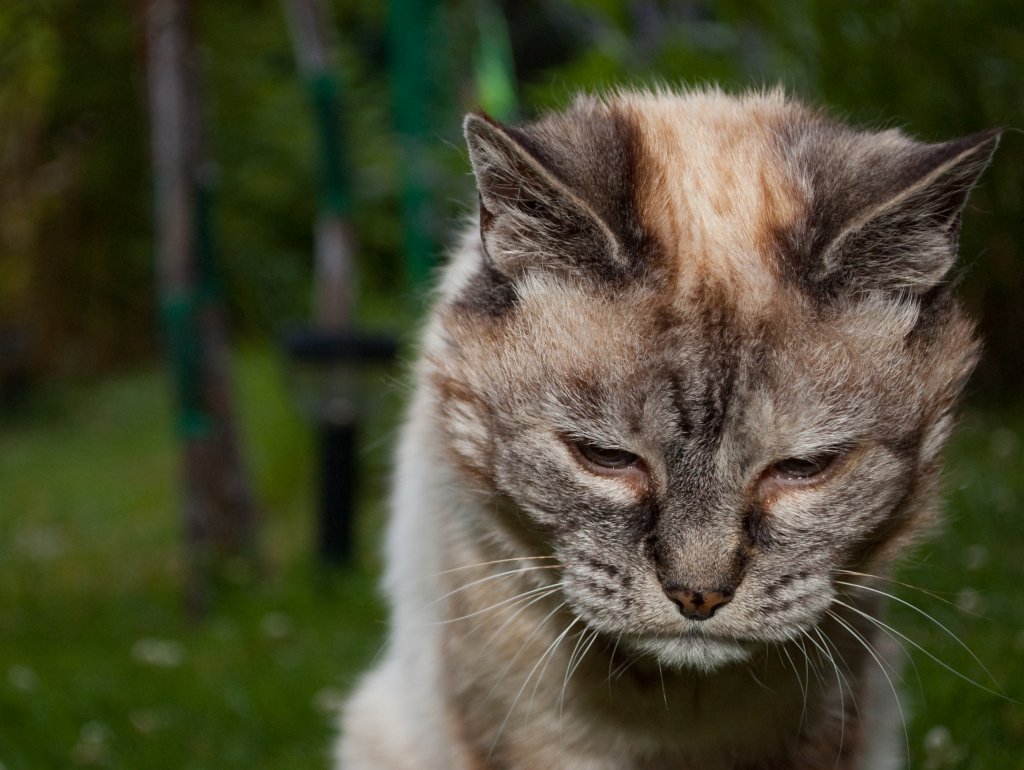 O que é a doença esporotricose e por que os gatos não são os vilões