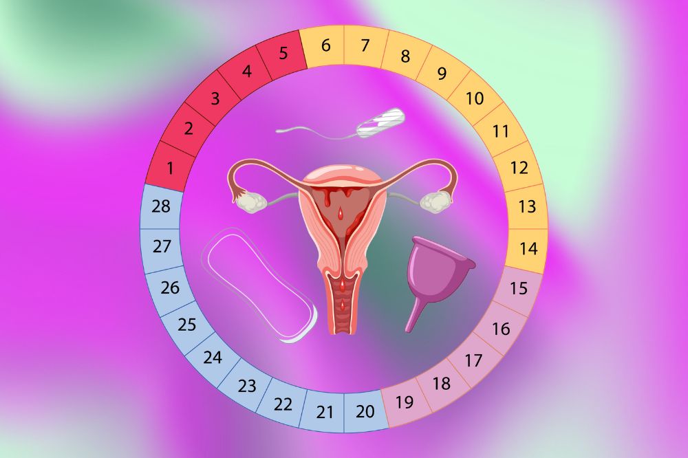 Sabia que o cérebro também muda ao longo das fases do ciclo menstrual?