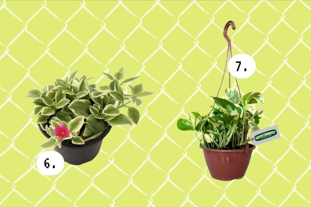 itens para jovens que querem começar na jardinagem itens para jovens que querem começar na jardinagem
