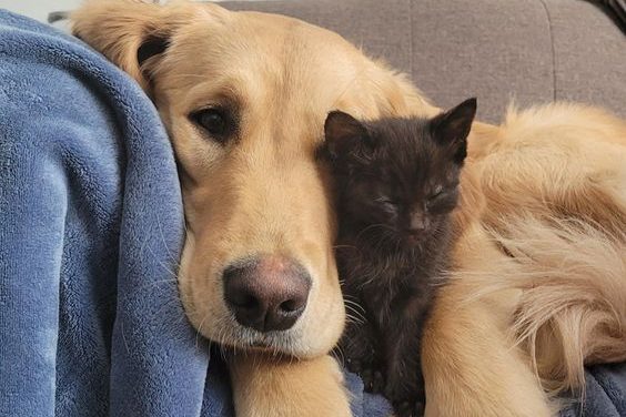 Teste: Você tem a energia de golden retriever ou de gato preto?