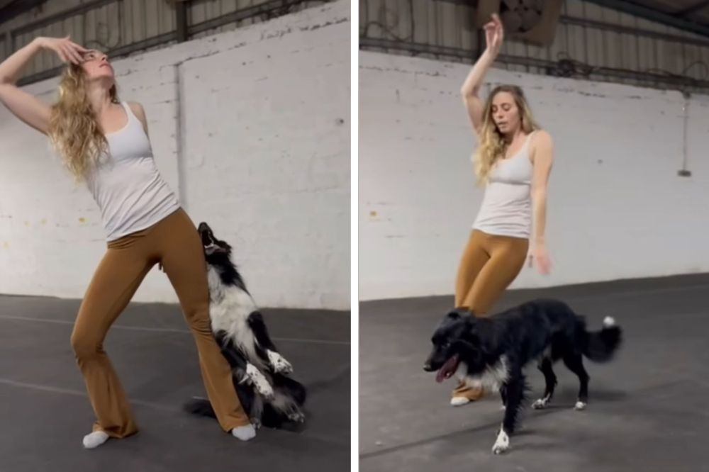 Escola de dança para pet? Cachorro que faz coreografia com tutora viraliza