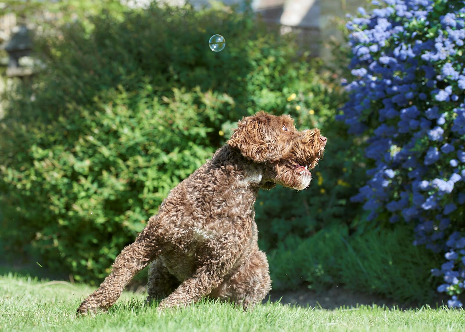 The Comedy Pet Photography Awards 2024 Philippa Huber Crewkerne United Kingdom Title: 'It's Behind You!' Description: Shelby, my sister's Cockapoo, absolutely loves chasing bubbles...she doesn't always get their location right, but she still jumps all over the place for them! Animal: Shelby, Cockapoo Location of shot: Bridport, UK