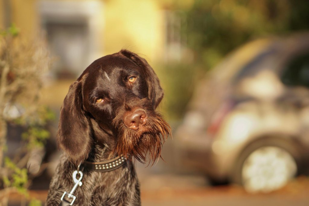 As fotos de pets mais engraçadas (e premiadas) que você vai ver hoje