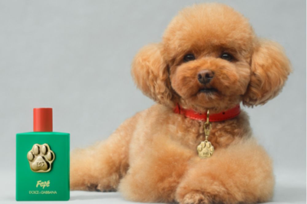 Dolce & Gabbana lança ‘perfume de cachorro’ luxuoso (e polêmico)
